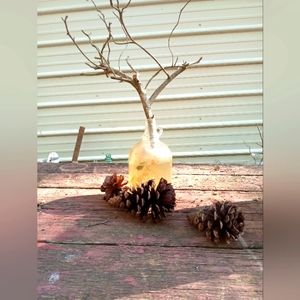 Open & Close Pine Cones